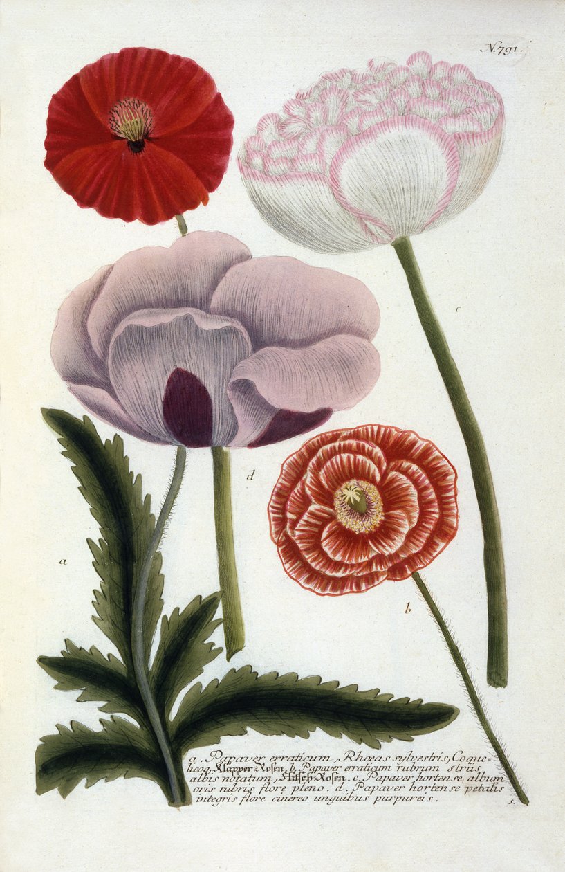 Papaver, från Johann Wilhelm Weinmanns Phytanthoza Iconographia, 1737 (handkolorerad gravyr) av Georg Dionysius Ehret