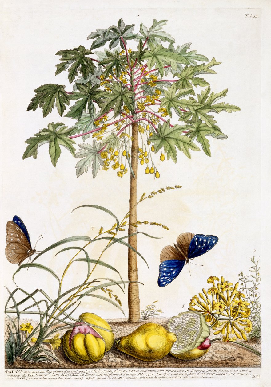 Papaya, ca 1748 (handkolorerad gravyr) av Georg Dionysius Ehret