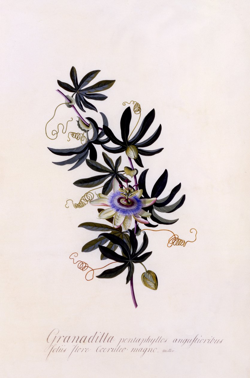 Passiflora Granadilla, ca 1745 (handfärgad gravyr) av Georg Dionysius Ehret