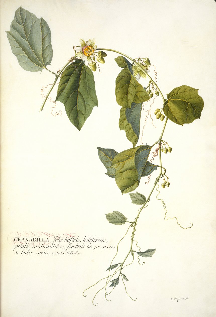 Passiflora holosericea (Passionsblomma) (wc och kroppsfärg förhöjd med guld på veläng) av Georg Dionysius Ehret