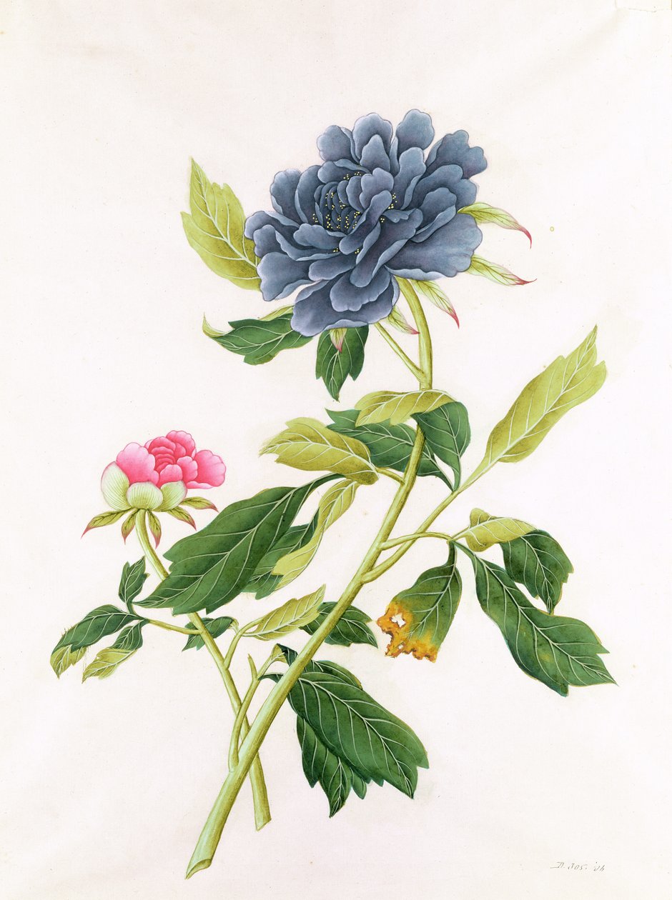 Pion av Georg Dionysius Ehret