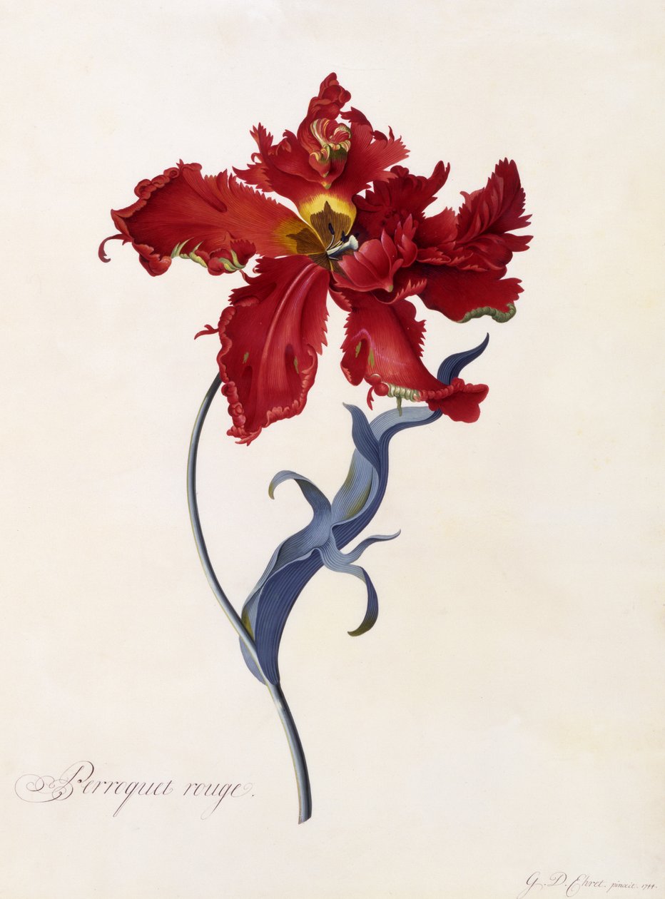 Perroquet Rouge, ca 1744 (handkolorerad gravyr) av Georg Dionysius Ehret