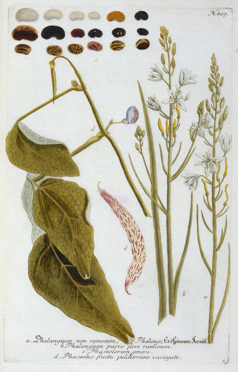 Phalangium från Johann Wilhelm Weinmanns Phytanthoza Iconographia, 1737 (handkolorerad gravyr) av Georg Dionysius Ehret