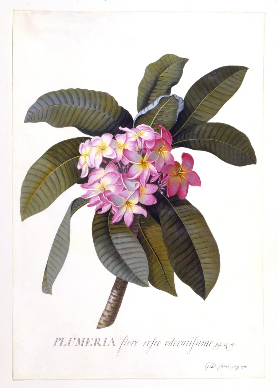 Plumeria, ca 1744 (handkolorerad gravyr) av Georg Dionysius Ehret