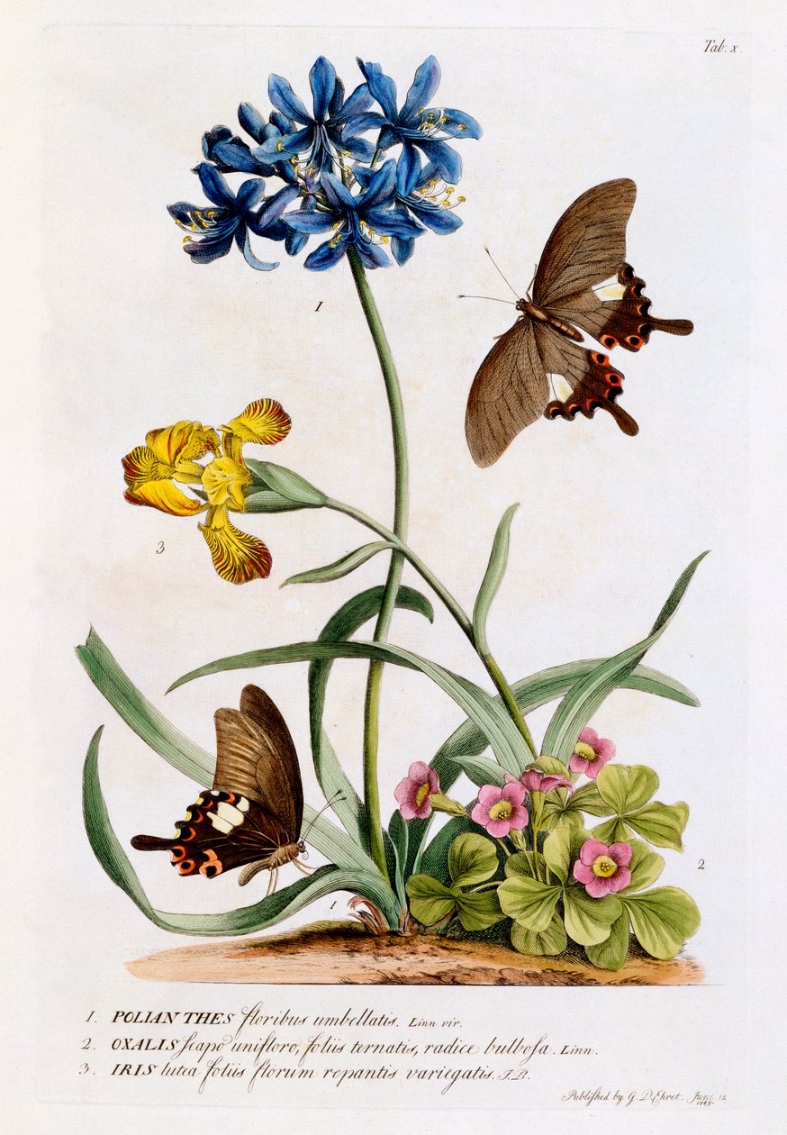 Polianthes, Oxalis och Iris, 1749 (handkolorerad gravyr) av Georg Dionysius Ehret