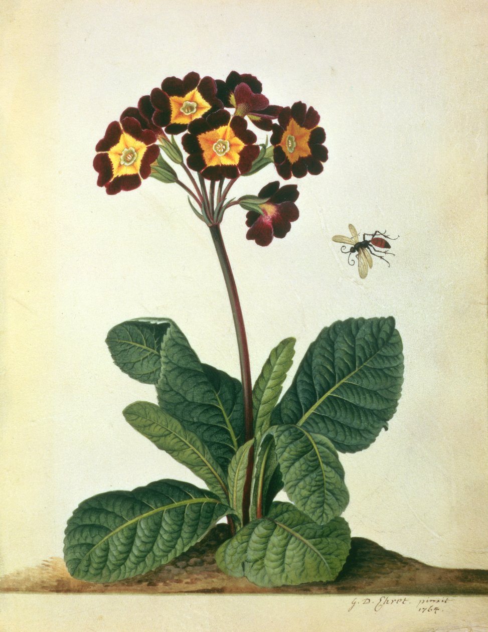 Primulaecae: en blommande polyanthus med en flygande insekt, 1764 (penna, wc och gouache på veläng) av Georg Dionysius Ehret