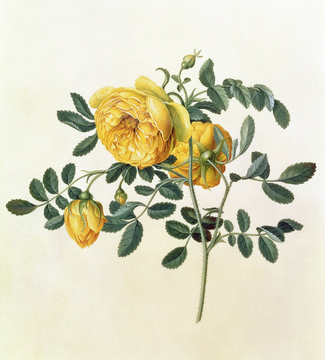 Rosa hemispherica, 1700-talet av Georg Dionysius Ehret