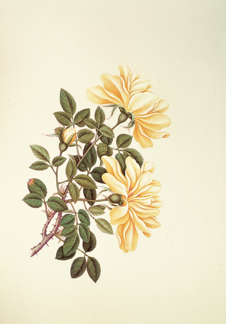 Rose: kinesiska av Georg Dionysius Ehret