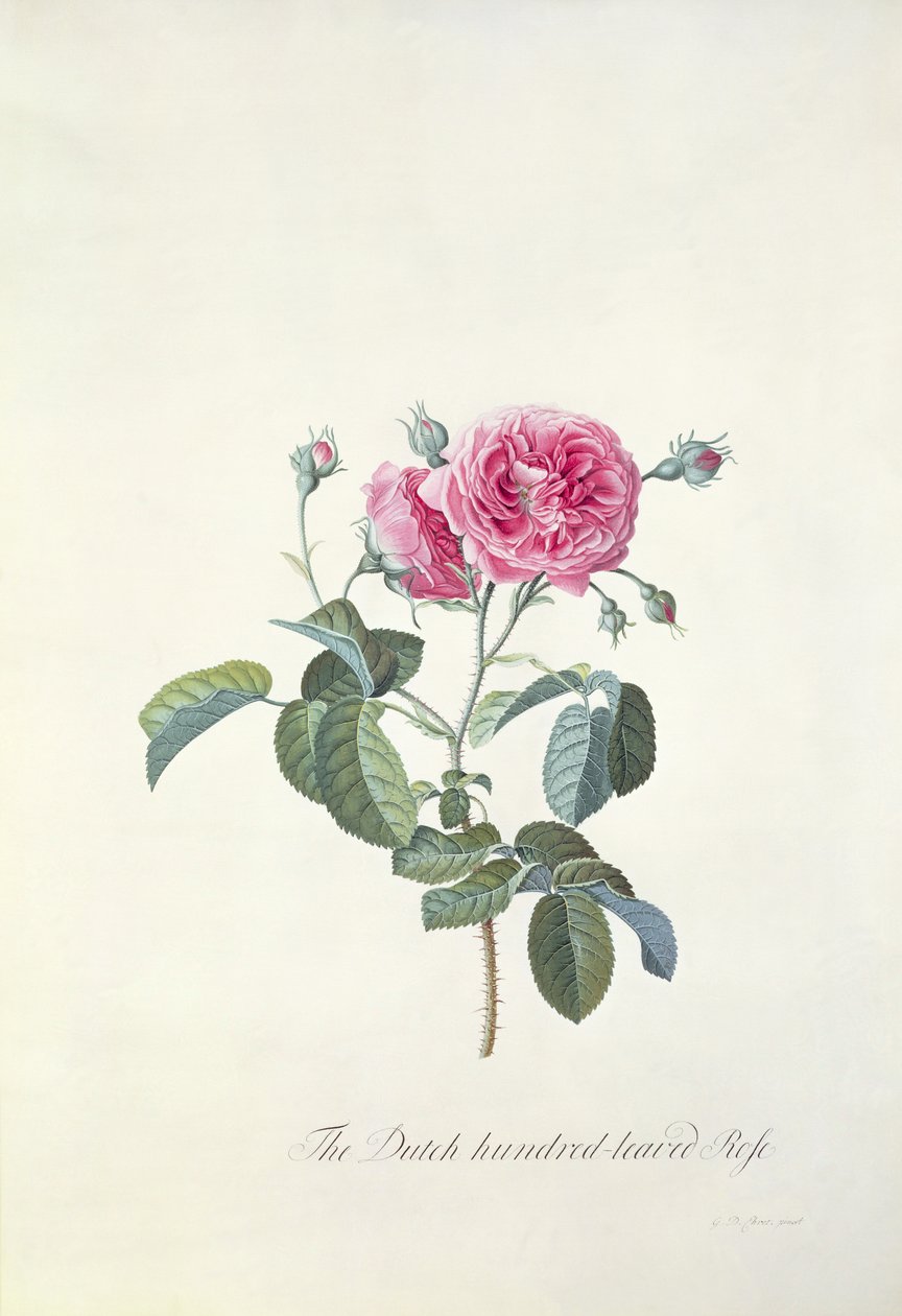 Rose: Holländsk hundrabladig ros av Georg Dionysius Ehret