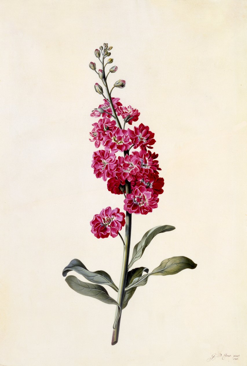 Stock, Matthiola incana, ca 1746 (handkolorerat gravyr) av Georg Dionysius Ehret