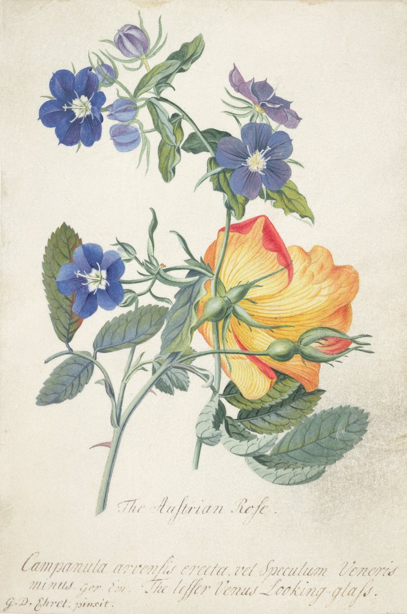 Den österrikiska rosen, sammanflätad spray av de två separata arterna (grafit, wc och kroppsfärg på veläng) av Georg Dionysius Ehret