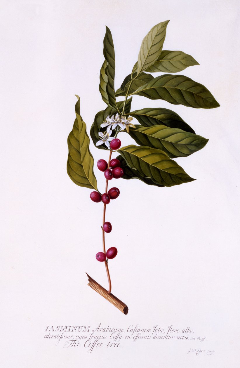 Kaffeträdet, ca 1743 (handfärgad gravyr) av Georg Dionysius Ehret
