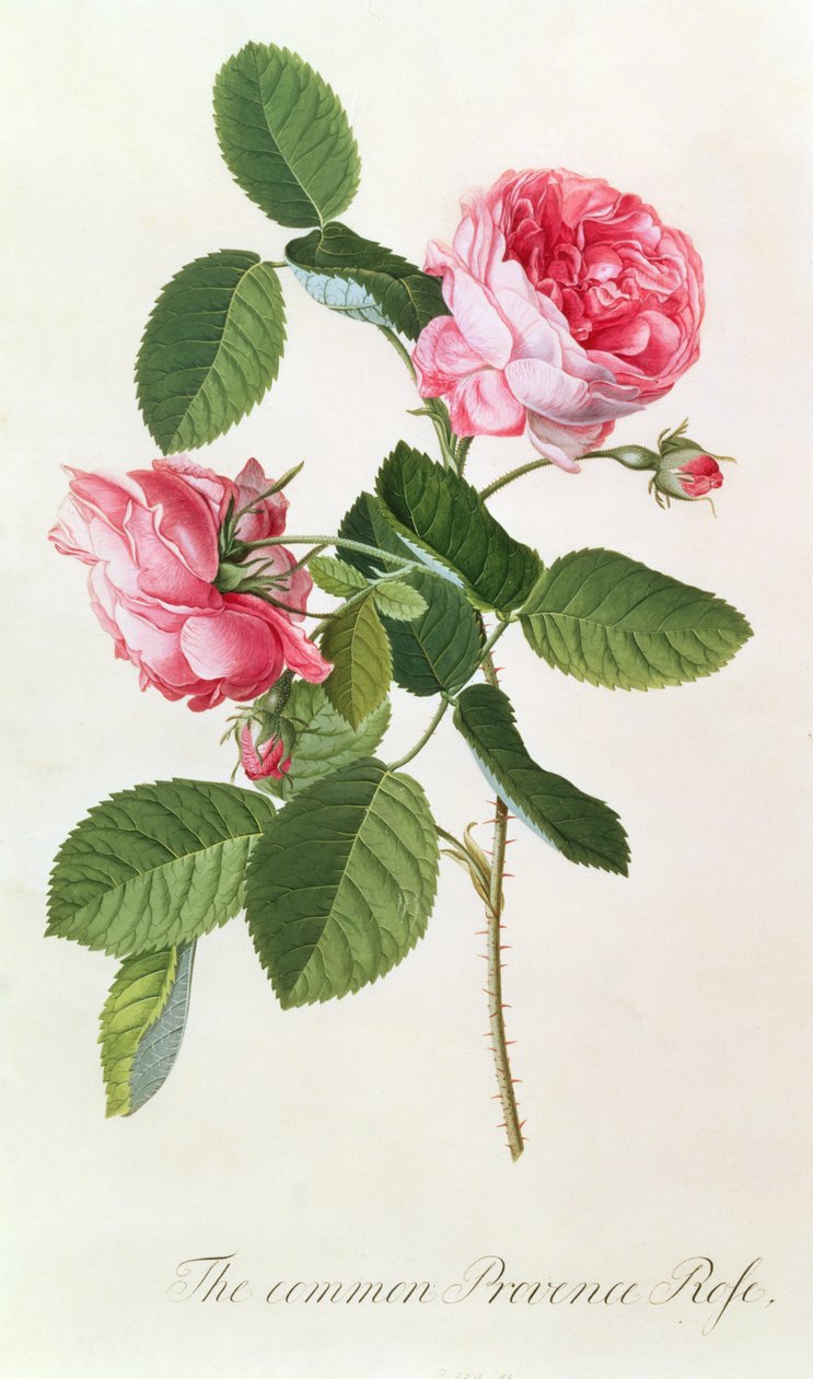 Den almindelige Provence Roseswed av Georg Dionysius Ehret