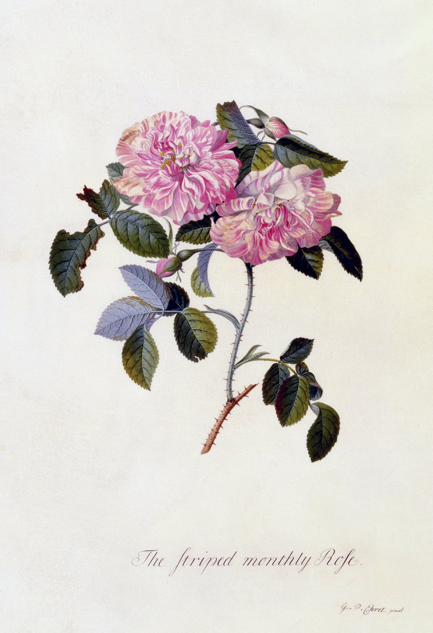 Den randiga månadsrosen, ca 1745 (handkolorerad gravyr) av Georg Dionysius Ehret