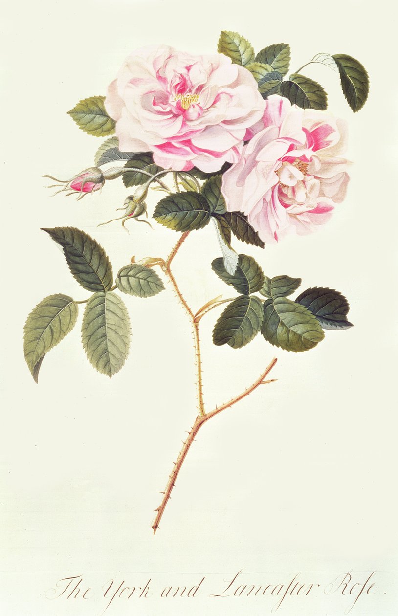 York och Lancaster Rose av Georg Dionysius Ehret