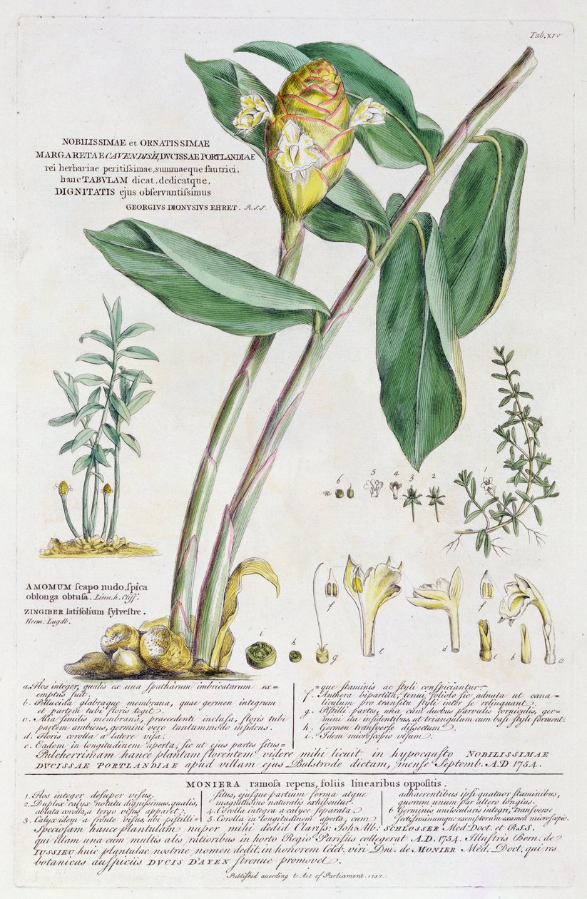 Zingiber latifolium och Amomum, 1754 av Georg Dionysius Ehret