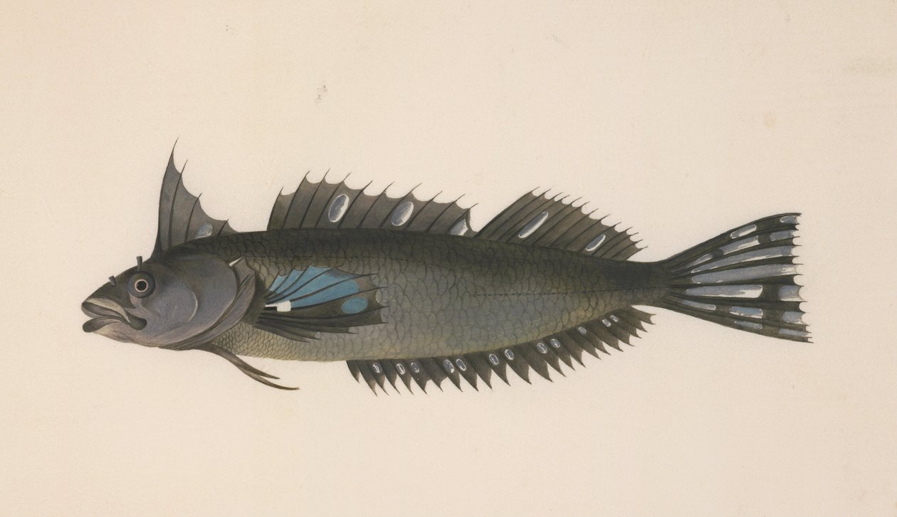 En fisk från Nya Zeeland av Johann Georg Adam Forster