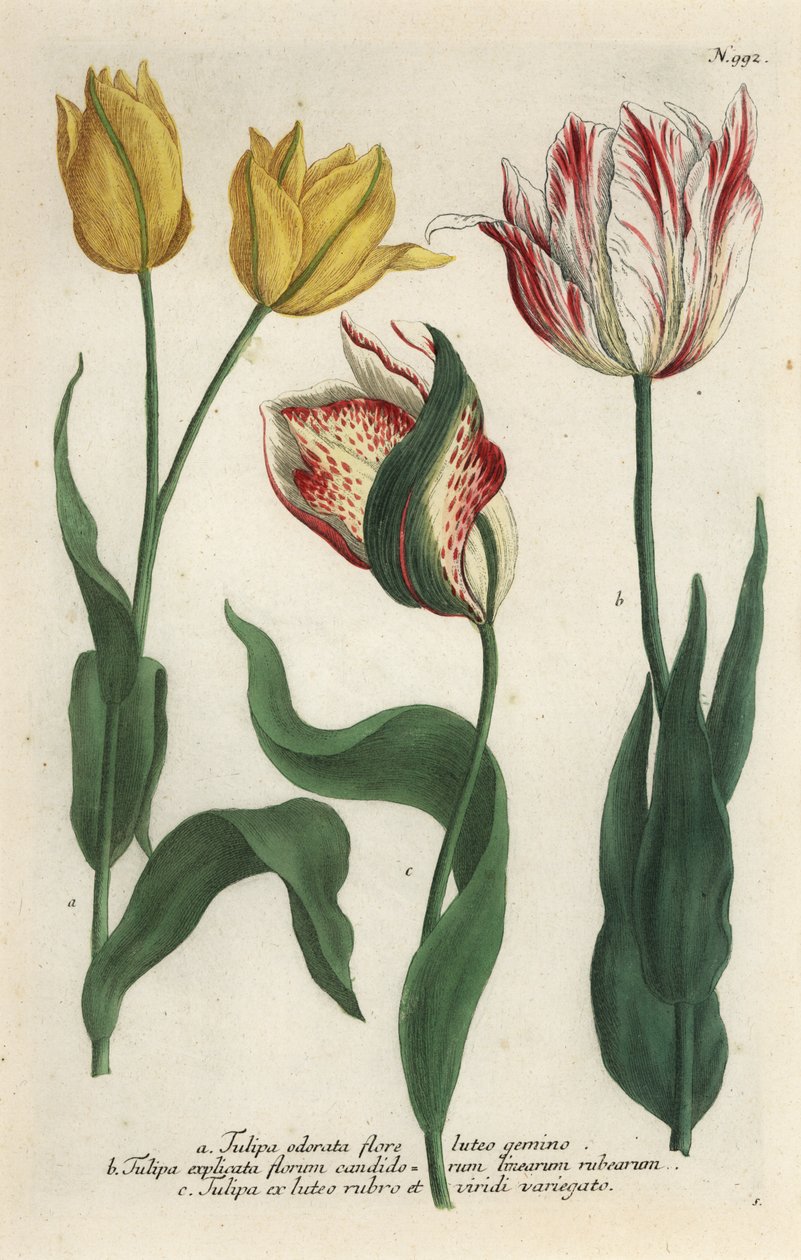 Tulpansorter, Tulipa gesneriana av Georg Dionysius (after) Ehret