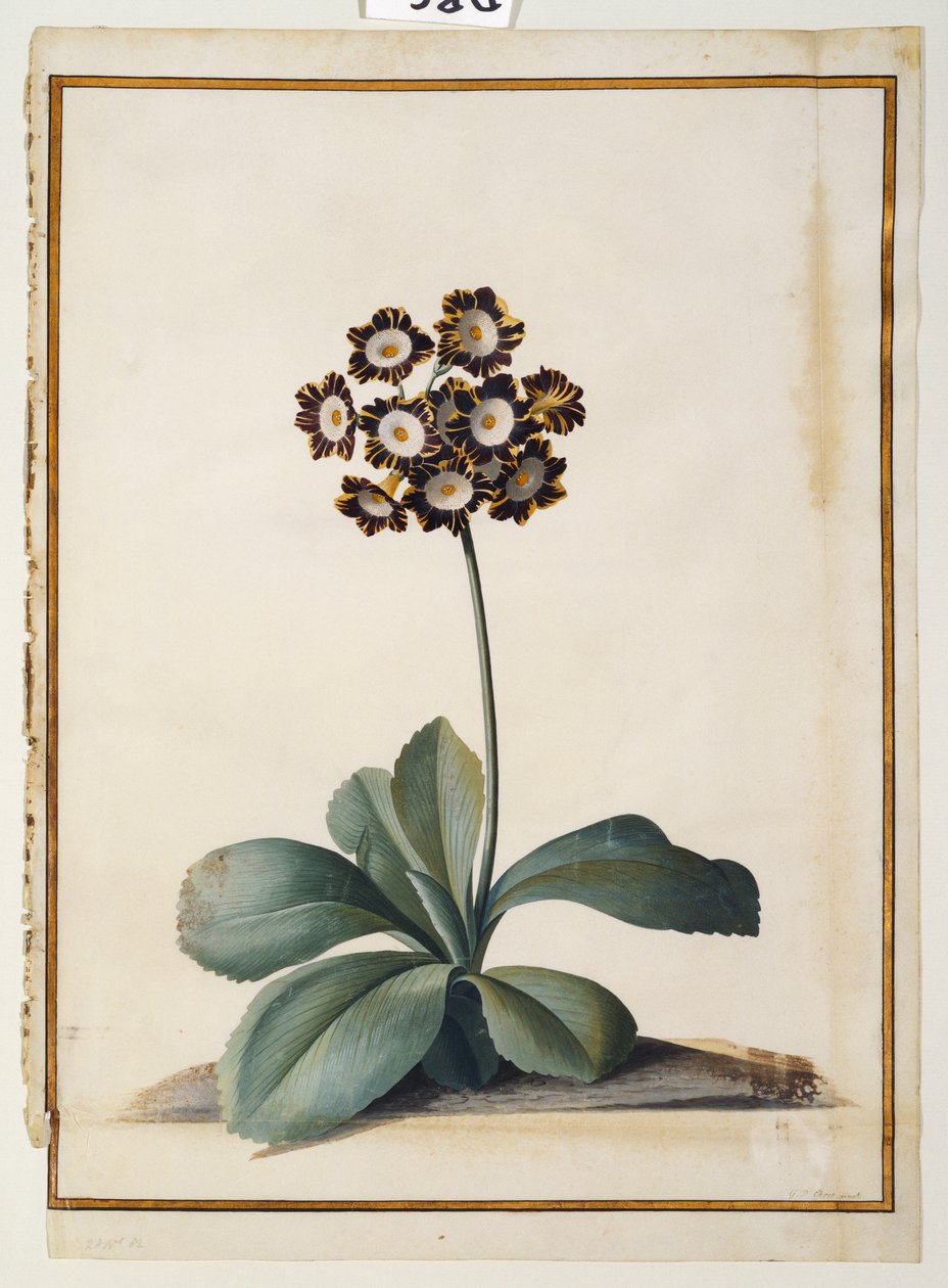En lila brokig Auricula av Georg Dionysius Ehret