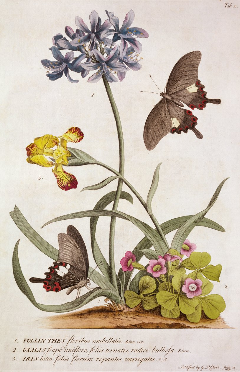 Agapanthus africanus, Iris variegata och en art av Oxalis, från "Plantae and Papiliones Rariores", 1749 av Georg Dionysius Ehret