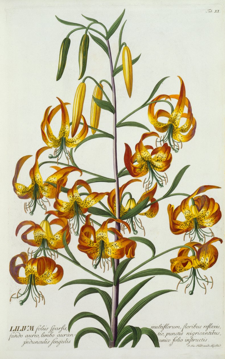 American Turkscap Lily, ca. 1740 handfärgad gravyr. av "Georg Dionysius Ehret