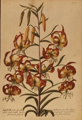 American Turkscap Lily från "Plant Selected" av Georg Dionysius Ehret