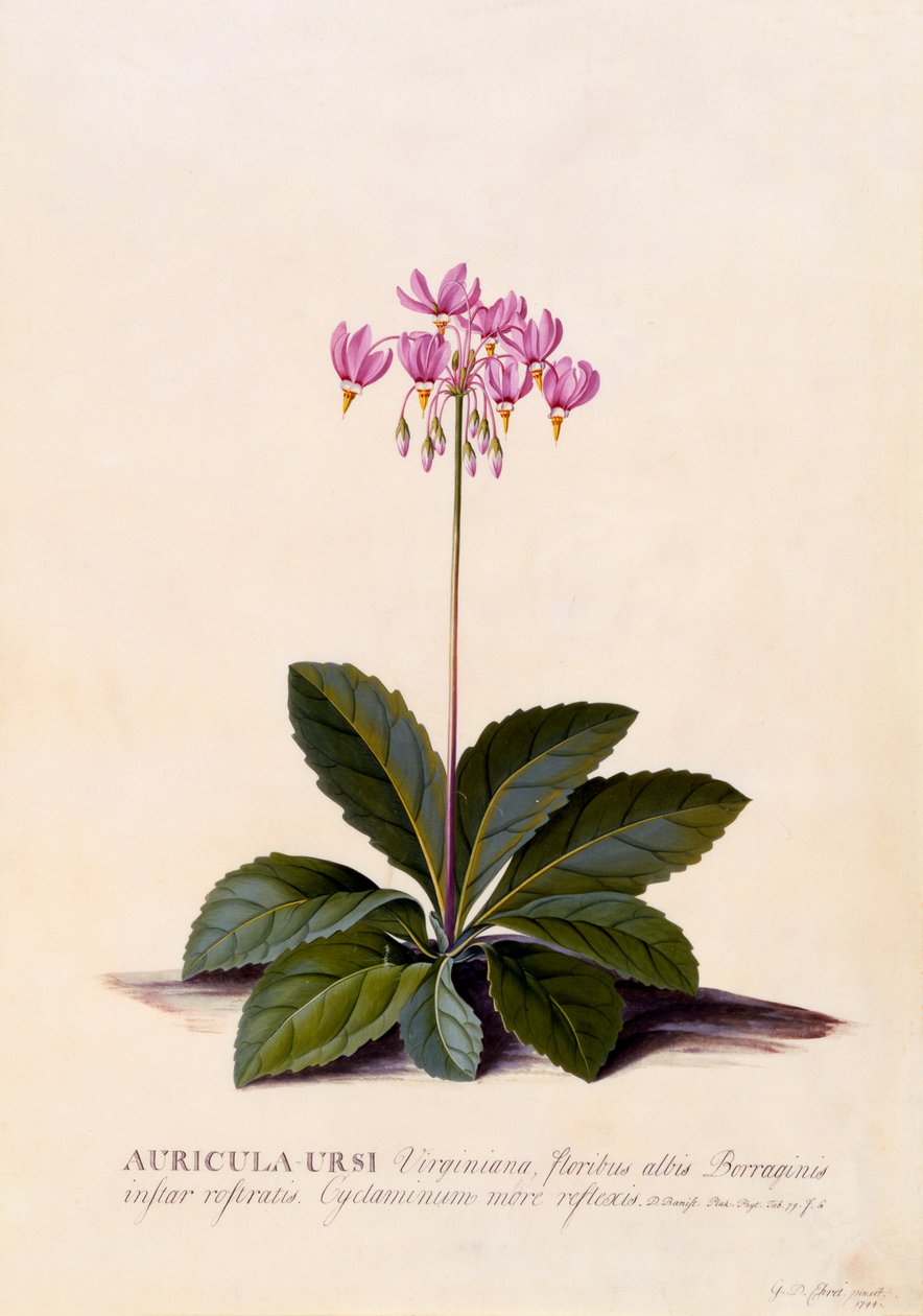 Auricula Ursi Shooting Star, ca. 1744 handfärgad gravyr. av "Georg Dionysius Ehret