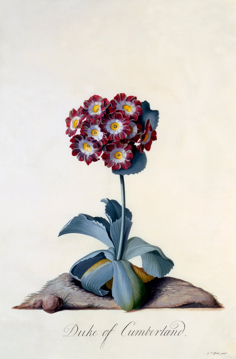 Auricula Duke of Cumberland c. 1743 handfärgad gravyr. av "Georg Dionysius Ehret