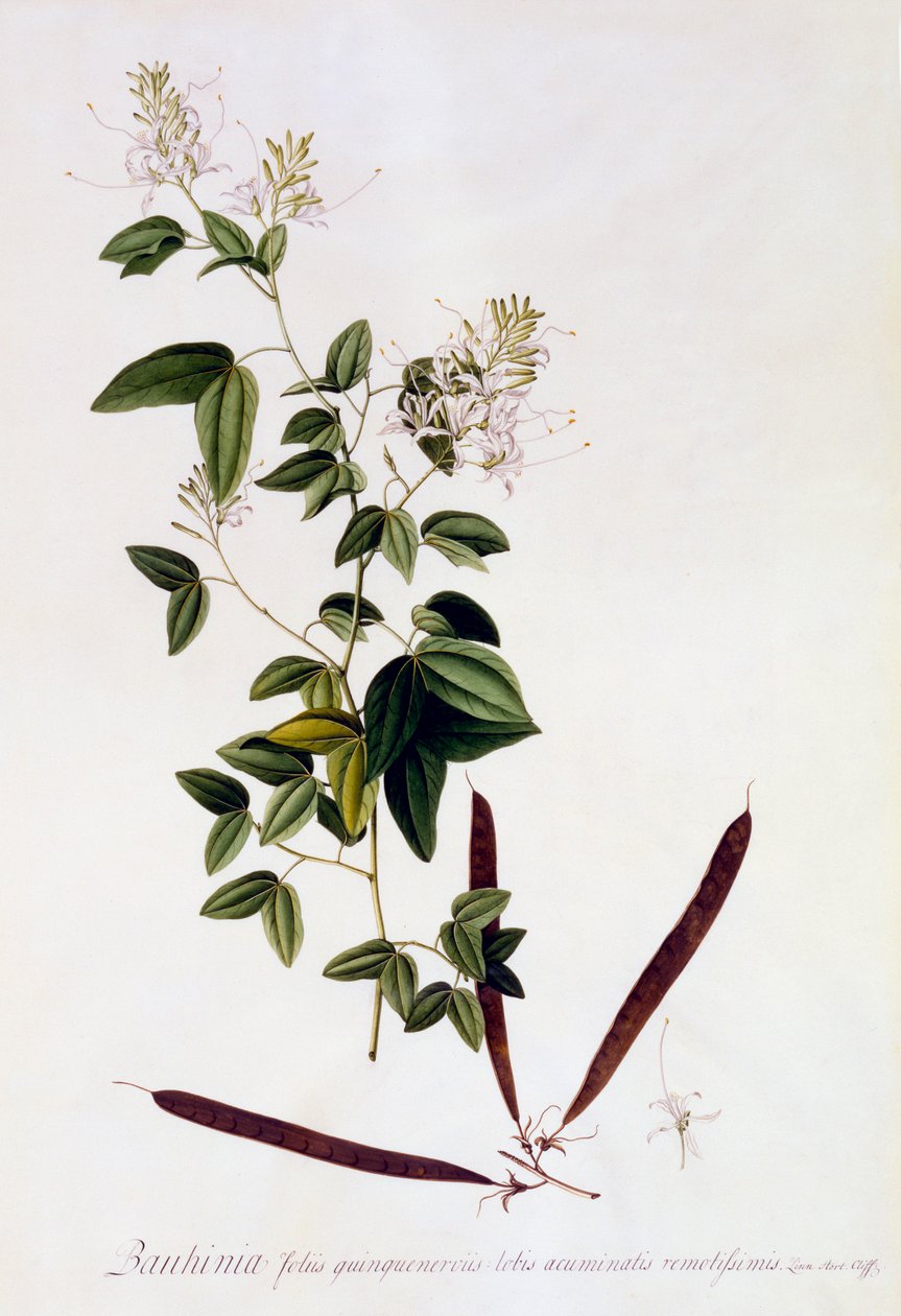 Bauhinia, ca. 1745 handfärgad gravyr. av "Georg Dionysius Ehret