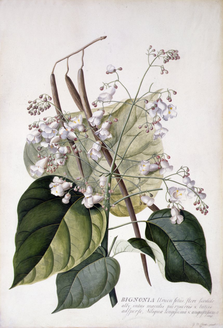 Bignonia (penna, akvarell och kroppsfärg på veläng) av Georg Dionysius Ehret