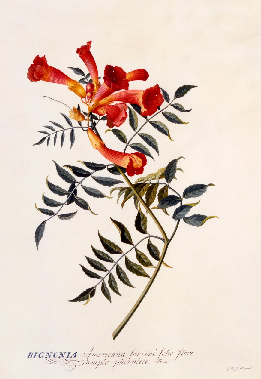 Bignonia Americana, ca. 1743 handfärgad gravyr. av "Georg Dionysius Ehret
