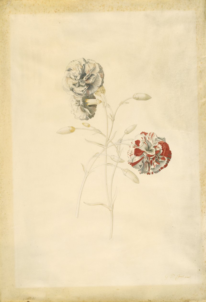 Nejlikor av Georg Dionysius Ehret