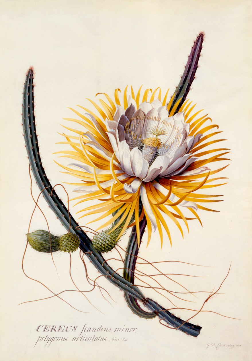 Cereus Nattens drottning, ca. 1744 handfärgad gravyr. av "Georg Dionysius Ehret