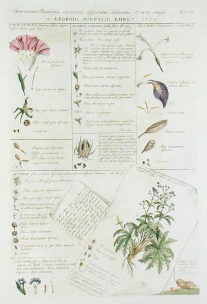 Characters of Flowers, från 