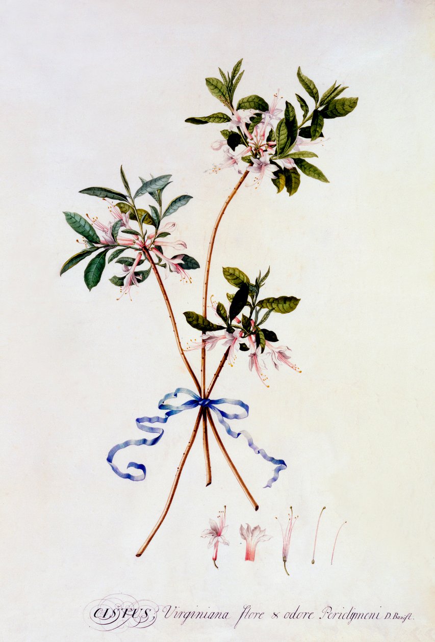 Cistus Virginiana, ca. 1743 handfärgad gravyr. av "Georg Dionysius Ehret