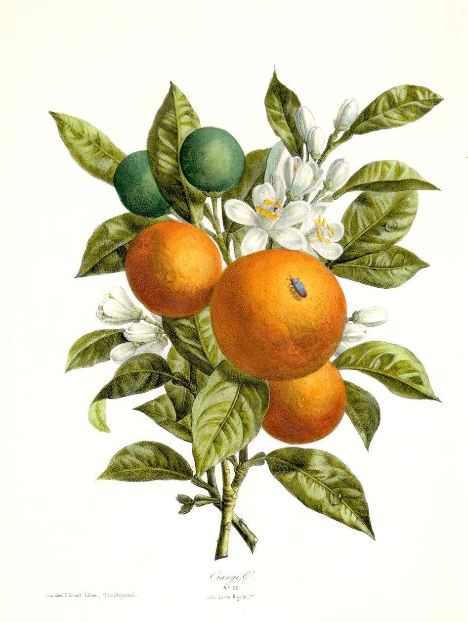 Citrus aurantiacus Orange, 1730-1770. av Georg Dionysius Ehret