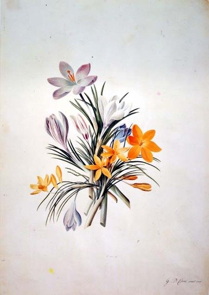Krokus gäng av Georg Dionysius Ehret