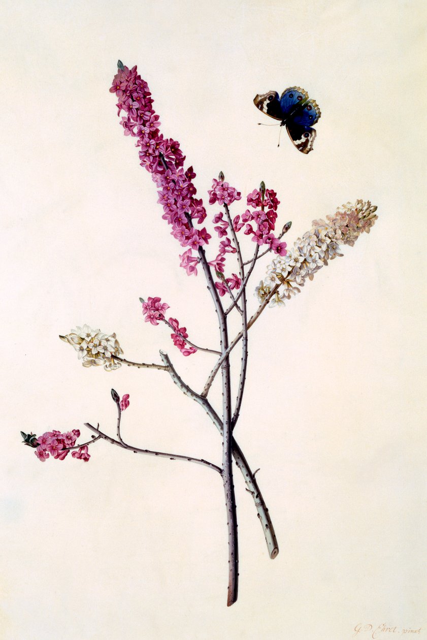 Daphne Mezereum med fjäril, ca. 1740 handfärgad gravyr. av "Georg Dionysius Ehret