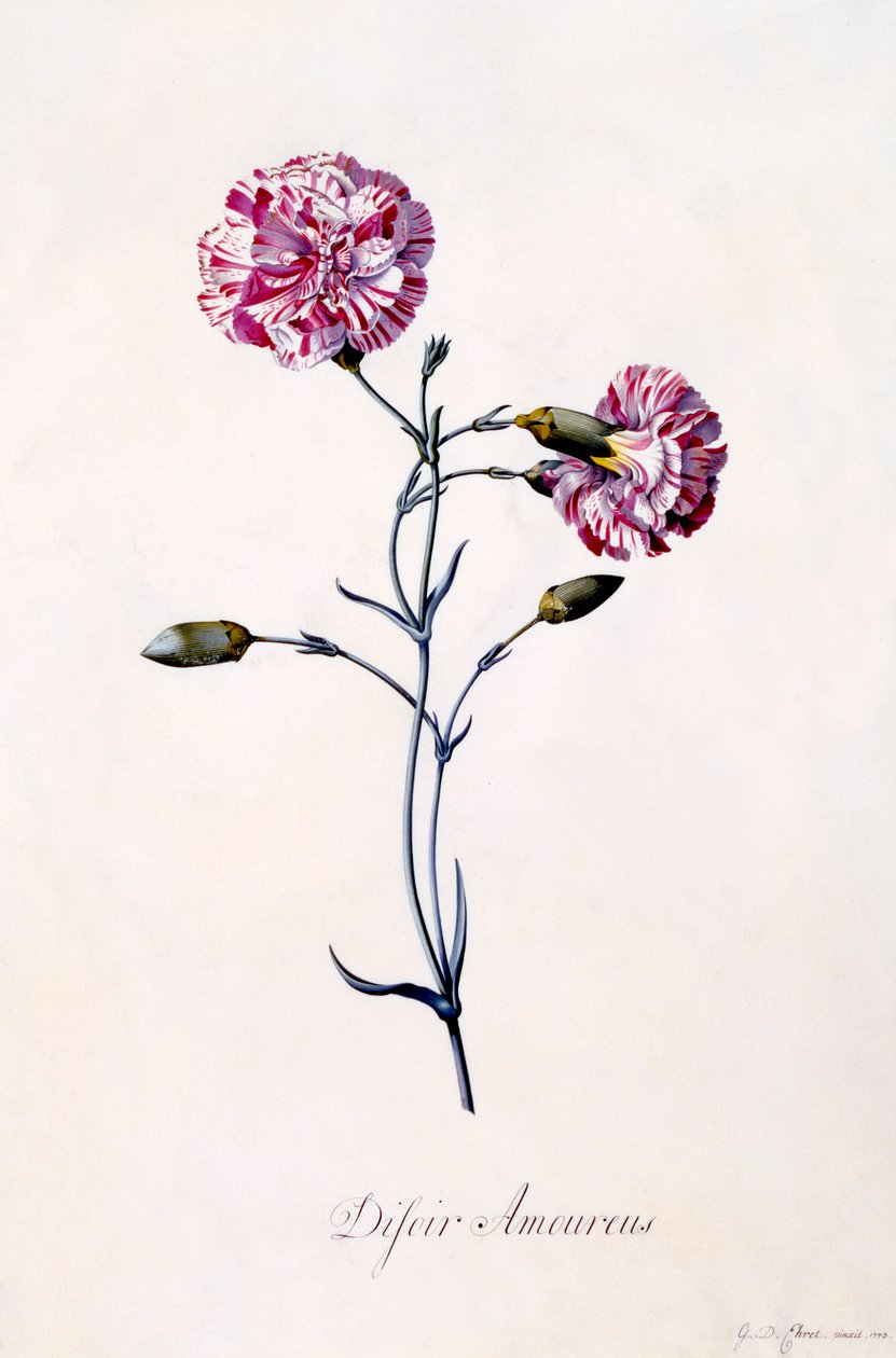 Difor Amourius nejlika, ca. 1745 handfärgad gravyr. av "Georg Dionysius Ehret