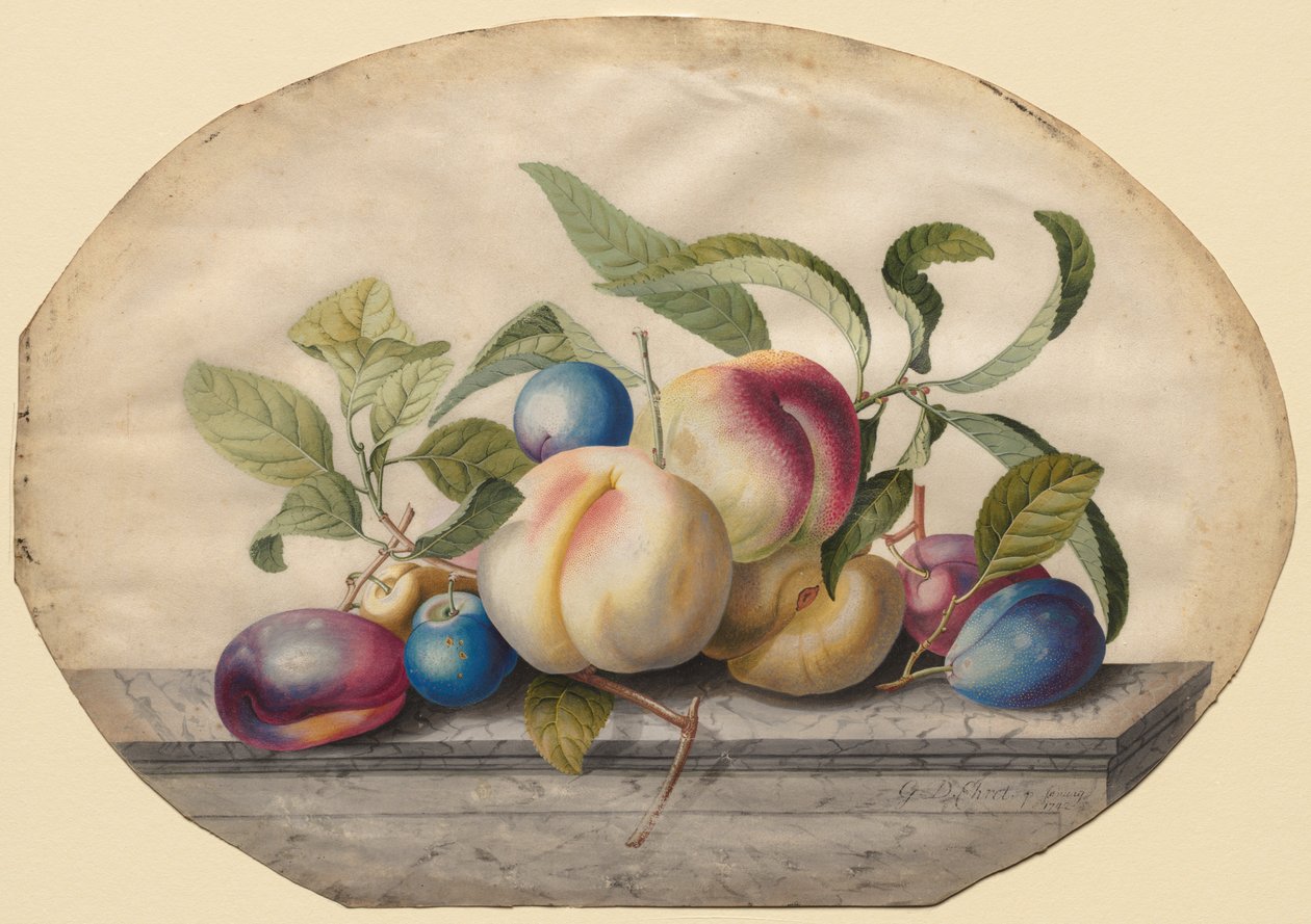 Fruktarrangemang: Persikor och plumbs on a Slab of Marble, 1742. av Georg Dionysius Ehret