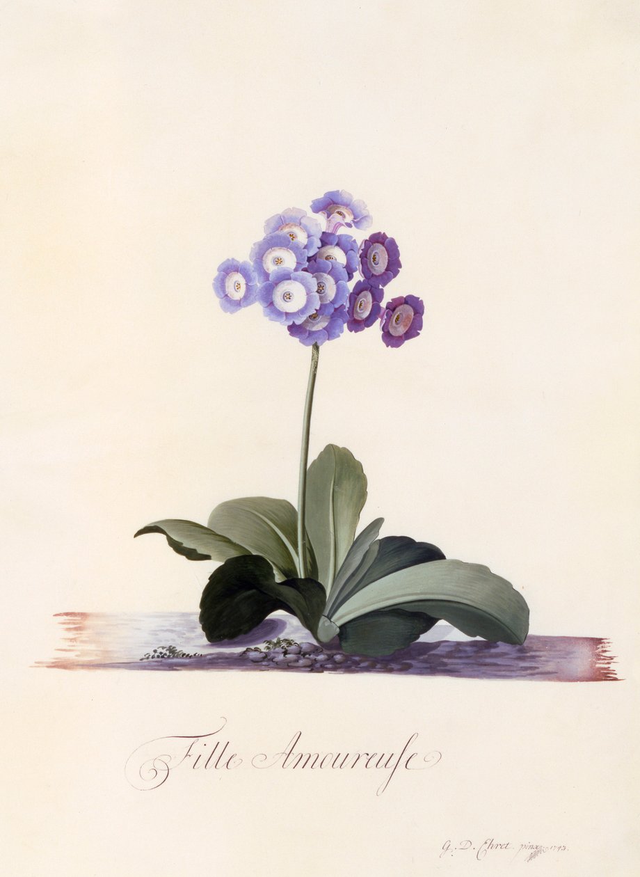 Garden Auricula Girl in Love, ca. 1743 handfärgad gravyr. av "Georg Dionysius Ehret