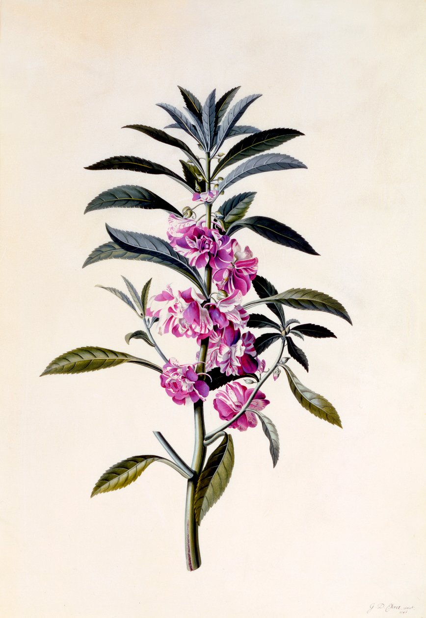 Trädgårdsbalsam Impatiens Balsamina, ca. 1746 handfärgad gravyr. av "Georg Dionysius Ehret