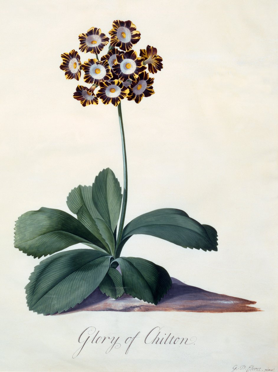 Glory of Chilton c. 1745 handfärgad gravyr. av "Georg Dionysius Ehret