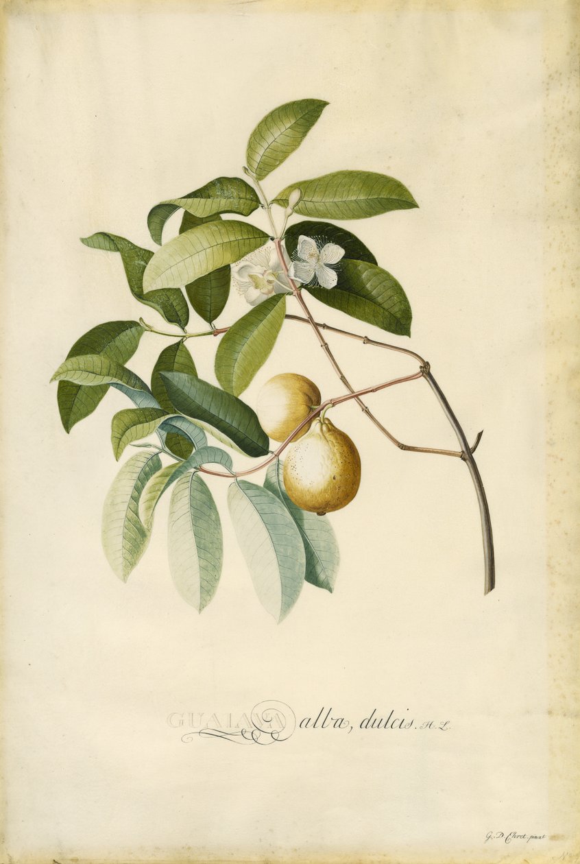 Guava av Georg Dionysius Ehret