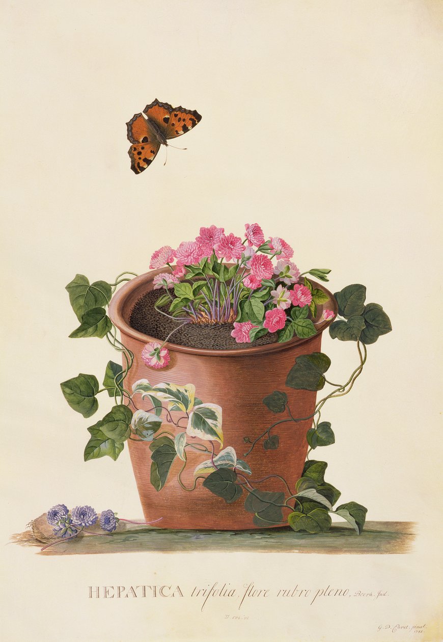 Hepatica trifolia (Nobilis), 1745 (gouache på veläng) av Georg Dionysius Ehret