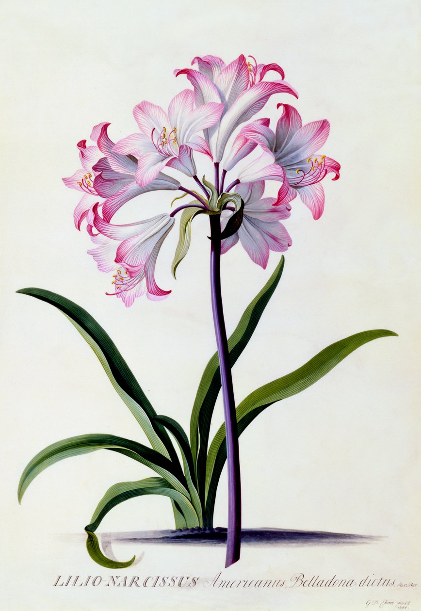 Lilio Narcissus, ca. 1744 handfärgad gravyr. av "Georg Dionysius Ehret