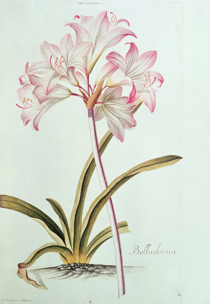 Lilja: Lilium belladonna, (pl.12) från Trew