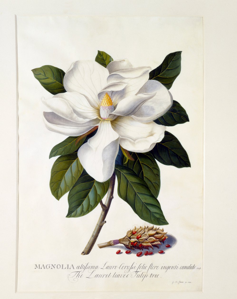 Magnolia Grandiflora, ca. 1743 handfärgad gravyr. av "Georg Dionysius Ehret