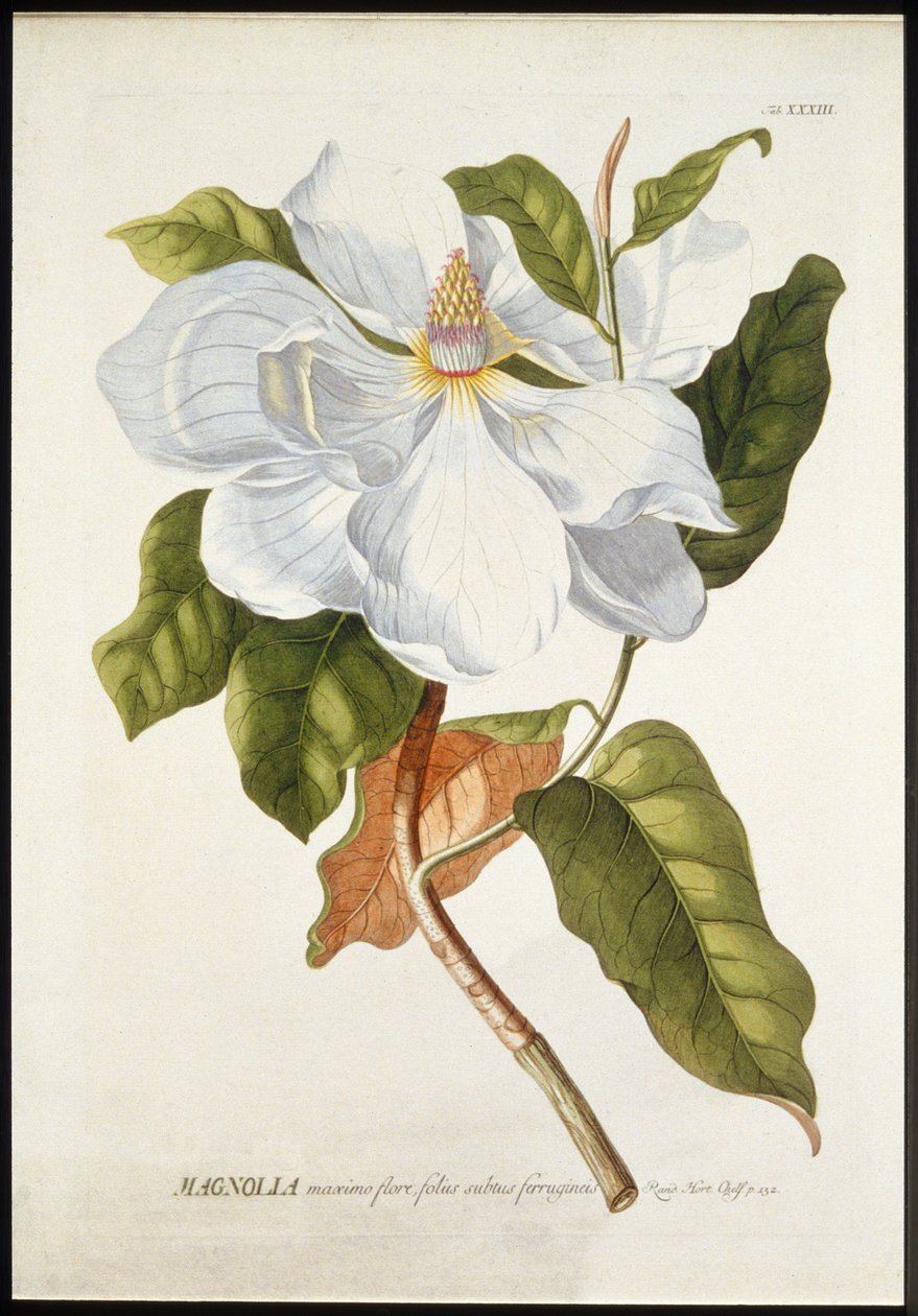 Magnolia i stor blomning, c1740-1770. av Georg Dionysius Ehret