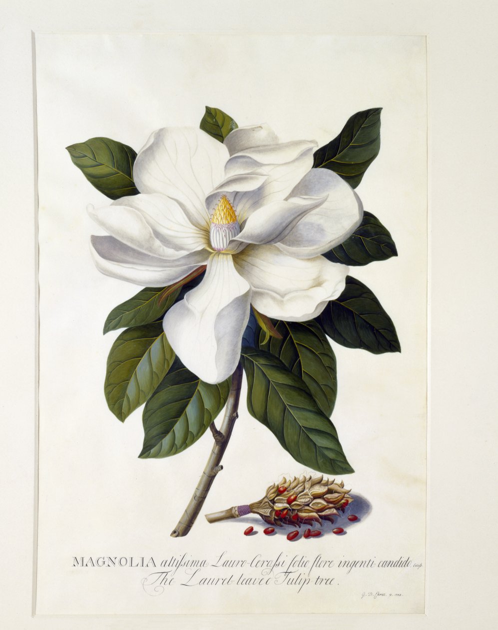 Magnolia grandiflora, ca 1743 (handfärgad gravyr) av Georg Dionysius Ehret